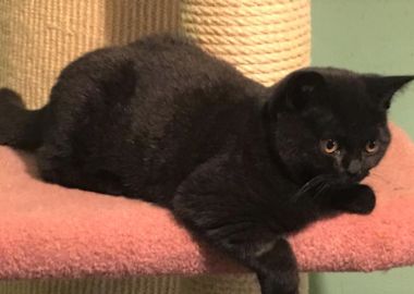 Honeybears-Black Bess